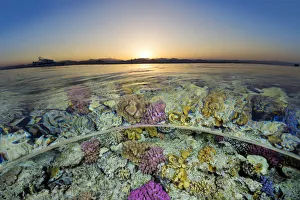 Water Level Prints: Split level view of shallow coral reef in the Red Sea at sunset. Gordon Reef, Sinai, Egypt