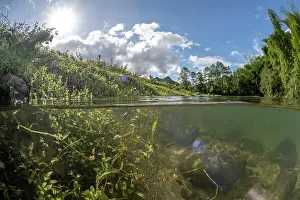 Split Level Prints: Split level view of a small stream surrounded by dense vegetation in the lush interior of Fiji's largest island