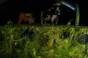 Italy Prints: Split level view of a Smooth newt (Lissotriton vulgaris) swimming in a concrete cattle trough with cows in background