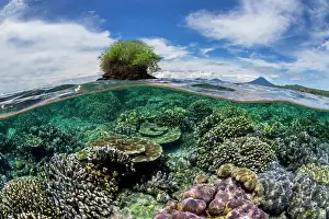 Papua New Guinea Prints: Split level view of a thriving coral garden with hard corals (including Acropora sp)
