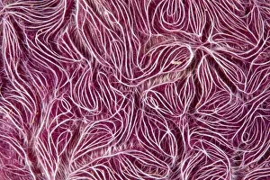 Purple Collection: Detail of sponge (Chalinula nematifera) Maldives, Indian Ocean