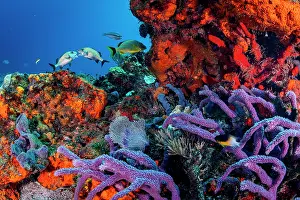 Territorial Prints: A sponge and coral reef scene with two Caesar grunts (Haemulon carbonarium) battling over territory