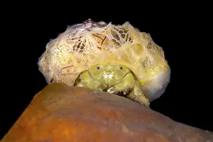 Bitung Prints: Sponge crab (Dromia dormia) carrying a large sponge on its head