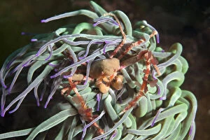 Images Dated 30th June 2011: Sponge crab (Inachus sp) hiding in anemone, Channel Islands, UK June