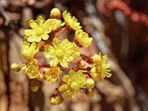 Saxifragales Prints: Spoon-leaved houseleek (Aeonium spathulatum) flowering among rocks above 2100m