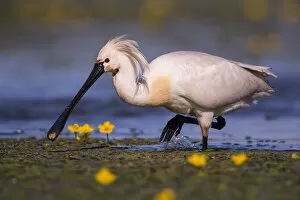 Spoonbill ( Platalea leucorodia) wading with yellow Water-lily flowers, Hungary