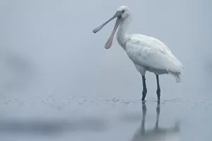 December 2021 Highlights Collection: Spoonbill (Platalea leucorodia) calling in shallow pond on misty morning