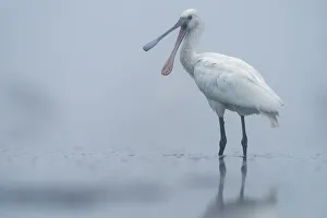 Platalea Leucorodia Prints: Spoonbill (Platalea leucorodia) calling in shallow pond on misty morning