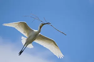 2018 January Highlights Gallery: Spoonbill (Platalea leucorodia) carrying nest material, The Netherlands