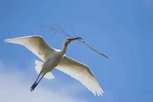 Spoonbill (Platalea leucorodia) carrying nest material, The Netherlands