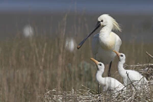 Images Dated 22nd May 2009: Spoonbill (Platalea leucorodia) at nest with two chicks, Texel, Netherlands, May 2009