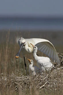Spoonbill (Platalea leucorodia) stretching wing at nest with two chicks, Texel, Netherlands