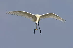 Images Dated 22nd May 2009: Spoonbill (Platalea leucorrodia) in flight, Texel, Netherlands, May 2009