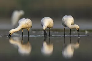 Three Spoonbills (Platalea leucorodia) feeding in shallow pond
