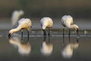 Platalea Leucorodia Prints: Three Spoonbills (Platalea leucorodia) feeding in shallow pond