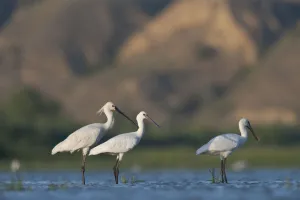 Platalea Leucorodia Prints: Three Spoonbills (Platalea leucorodia) two juveniles and an adult standing in water