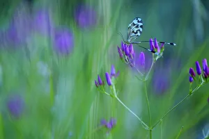 Neuropterida Prints: Spoonwing / Thread-winged antlion (Nemoptera bipennis) on flower