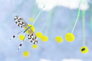 Hexapod Gallery: Spoonwinged lacewing (Nemoptera bipennis) resting on a flower, Sierra de Guadarrama National Park