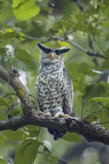 2018 August Highlights Gallery: Spot-bellied eagle owl (Bubo nipalensis) perched on branch, Jim Corbett National Park