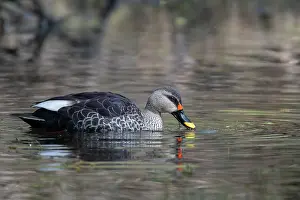 Duck Prints: Spot-billed duck (Anas poecilorhyncha) on water