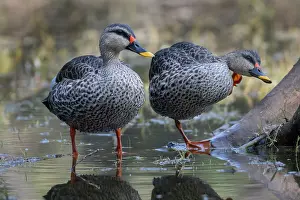 Duck Prints: Two Spot-billed ducks (Anas poecilorhyncha) standing in shallow water