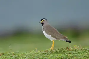 Spot-breasted lapwing (Vanellus melanocephalus) calling, portrait, Bale Mountains National Park, Ethiopia