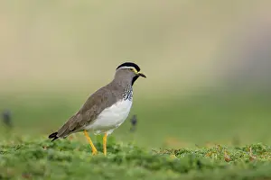 Crested Plover Prints: Spot-breasted lapwing (Vanellus melanocephalus) portrait