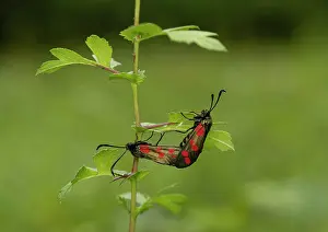 Moth Prints: Six spot burnet moths (Zygaena filipendulae) pair mating, Surrey, UK. July