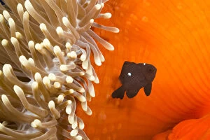 Coelentrerata Gallery: Three spot damselfish (Dascyllus trimaculatus) with Sea anemone home, Yap, Micronesia