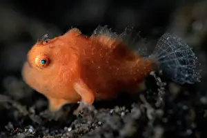 Magnification Prints: Spotfin frogfish (Abantennarius nummifer) juvenile