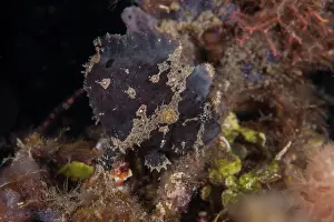 Lembeh Strait Prints: Spotfin frogfish / Coin-bearing frogfish (Antennarius nummifer) portrait