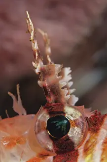 Scorpionfish Prints: Spotfin lionfish (Pterois antennata) eye and antenna detail, Bali, Pacific Ocean