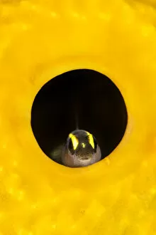 Aplysinidae Gallery: Spotlight goby (Gobiosoma louisae) looking out from inside a Yellow tube sponge