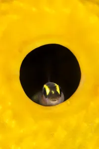 Goby Prints: Spotlight goby (Gobiosoma louisae) looking out from inside a Yellow tube sponge