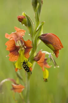 Spotted blister beetle (Ceroctis capensis) feeding on Gladiolus (Gladiolus alatus) petals