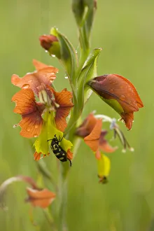 Heather Angel Prints: Spotted blister beetle (Ceroctis capensis) feeding on Gladiolus (Gladiolus alatus) petals