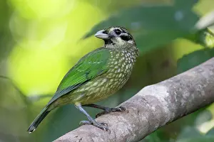 Ptilonorhynchidae Prints: Spotted catbird (Ailuroedus melanotis) perched on branch