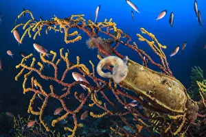 Alcyonacea Gallery: Spotted catshark (Scyliorhinus canicula) just hatched from egg case that is on Seafan