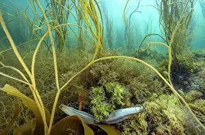 Spotted catshark (Scyliorhinus canicula) eggs attached to seaweed, Wireweed (Sargassum Muticum) and Thong weed (Himanthalia elongata), Marazion, Cornwall, UK, English Channel
