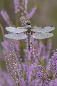 Four spotted chaser (Libellula quadrimaculata) on Common heather (Calluna vulgaris), Klein Schietveld Nature Reserve, Brasschaat, Belgium. August