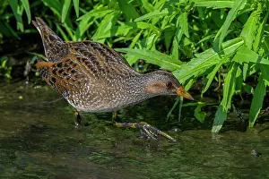 Gruiformes Prints: Spotted crake (Porzana porzana) foraging in marshland in summer, Belgium. August