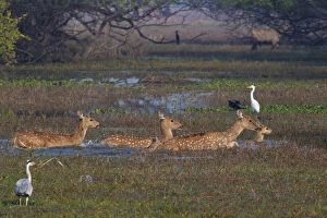 Spotted deer (Axis axis), adults and fawns, crossing swamp, surrounded by waterbirds