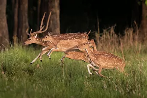 Antler Gallery: Spotted deer (Axis axis), small herd leaping through grass, Bardia National Park, Terai, Nepal