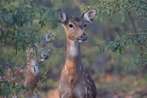 Cervus Prints: Spotted deer (Cervus axis) portrait