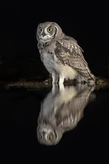 2019 May Highlights Prints: Spotted eagle owl (Bubo africanus) subadult at nigh by water, Zimanga private game reserve