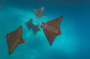 Spotted eagle ray (Aetobatus narinari) Kicker Rock, San Cristobal Island, Galapagos