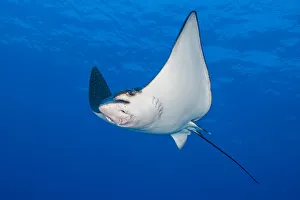 Raja Narinari Prints: Spotted eagle ray (Aetobatus narinari) swimming in the blue next to a coral reef