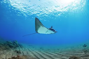 Hawaii Islands Prints: Spotted eagle ray (Aetobatus narinari) swimming over sandy seabed, Hawaii, Pacific Ocean