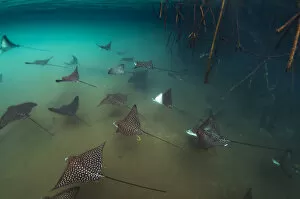 Tui De Roy - A Lifetime in Galapagos Gallery: Spotted eagle rays (Aetobatus narinari) shoal among mangrove roots, Elizabeth Bay