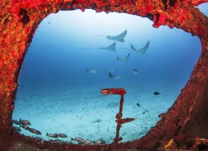 Sea Life Prints: Spotted eagle rays (Aetobatus narinari) through a large window on the wreck of the former